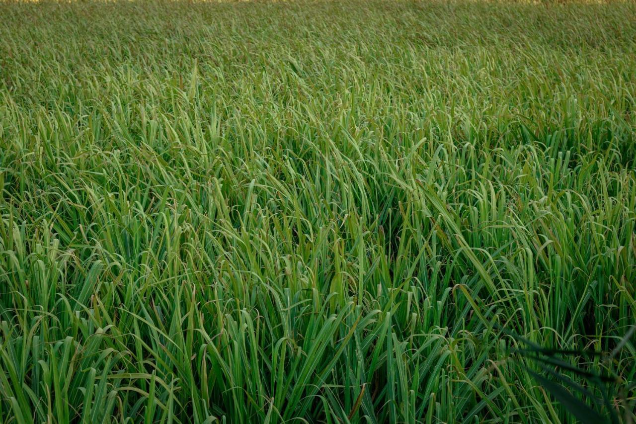 Las Jaras Aguas Termales La Garita 外观 照片